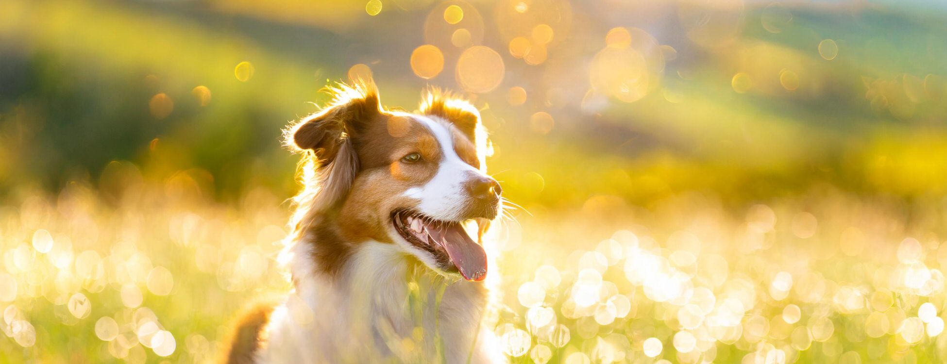 Happy Dog