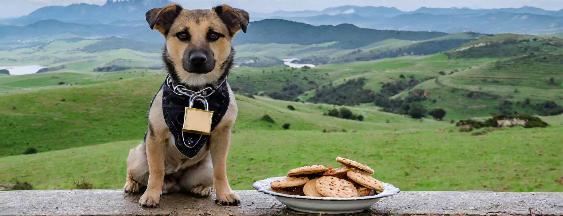 Dog with cookies